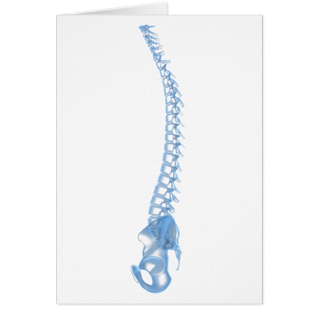 Conceptual Image Of Human Backbone 5 (Front)