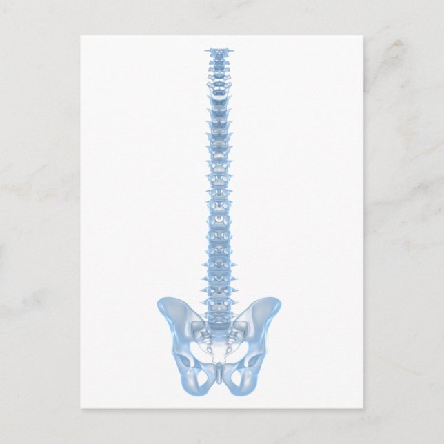 Conceptual Image Of Human Backbone 6 Postcard (Front)