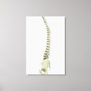 Conceptual Image Of Human Backbone 7 Canvas Print