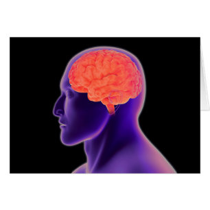 Conceptual Image Of Human Brain 1