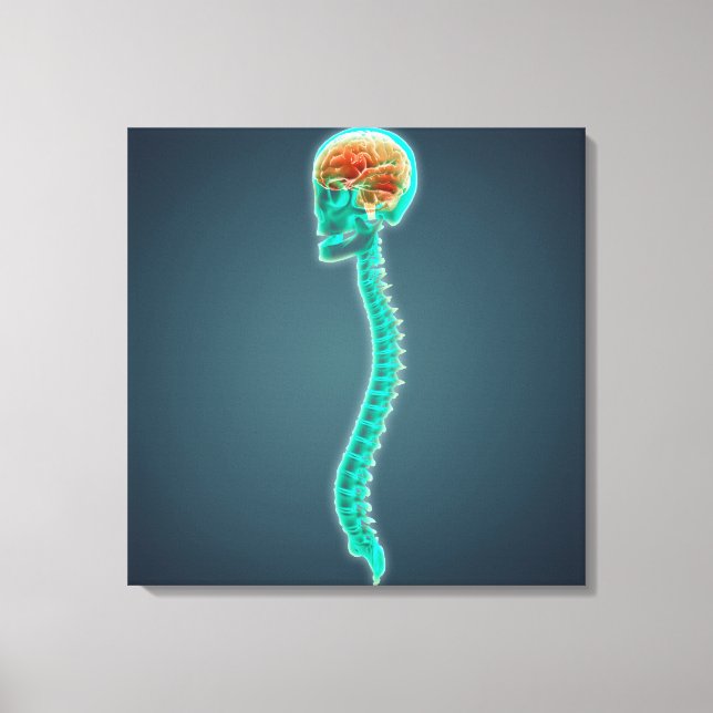Conceptual Image Of Human Brain, Skull And Spine Canvas Print (Front)