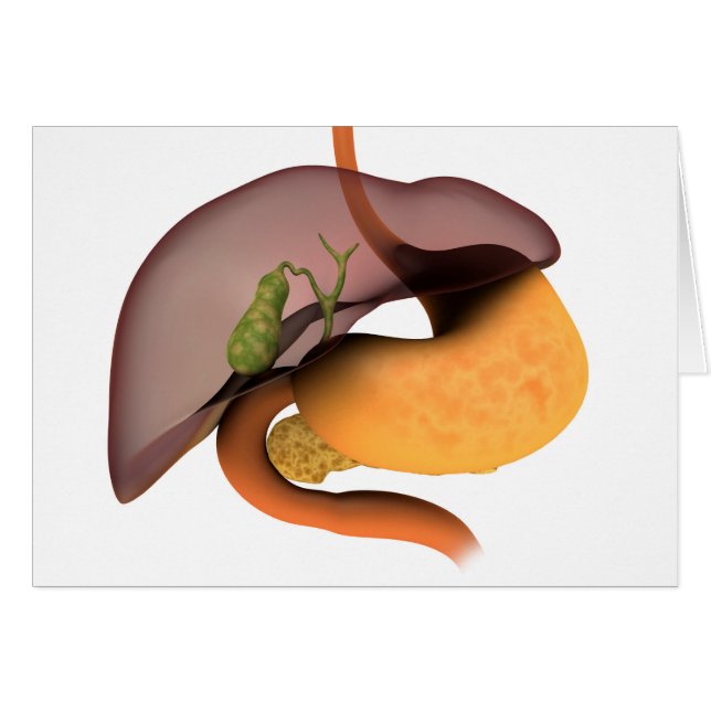 Conceptual Image Of Human Digestive System 1 (Front Horizontal)
