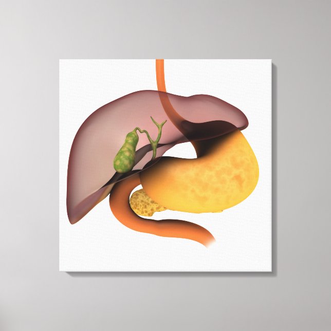 Conceptual Image Of Human Digestive System 1 Canvas Print (Front)