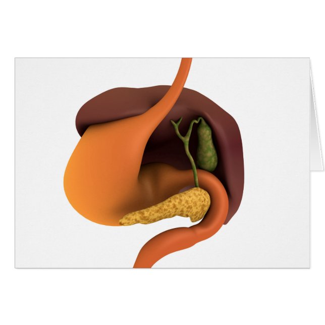 Conceptual Image Of Human Digestive System 4 (Front Horizontal)