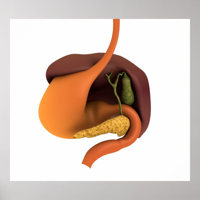 Conceptual Image Of Human Digestive System 4 Poster (Front)