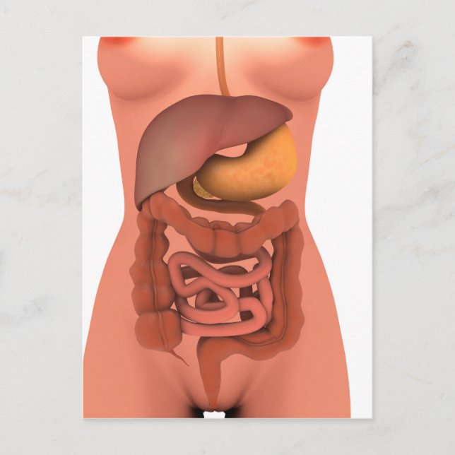 Conceptual Image Of Human Digestive System 5 Postcard (Front)