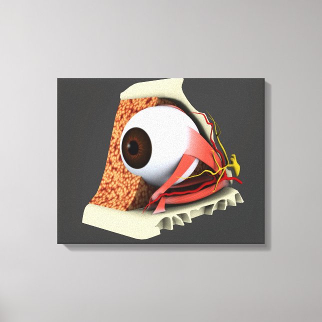 Conceptual Image Of Human Eye Anatomy 1 Canvas Print (Front)