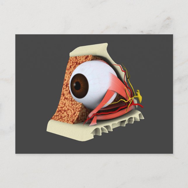 Conceptual Image Of Human Eye Anatomy 1 Postcard (Front)