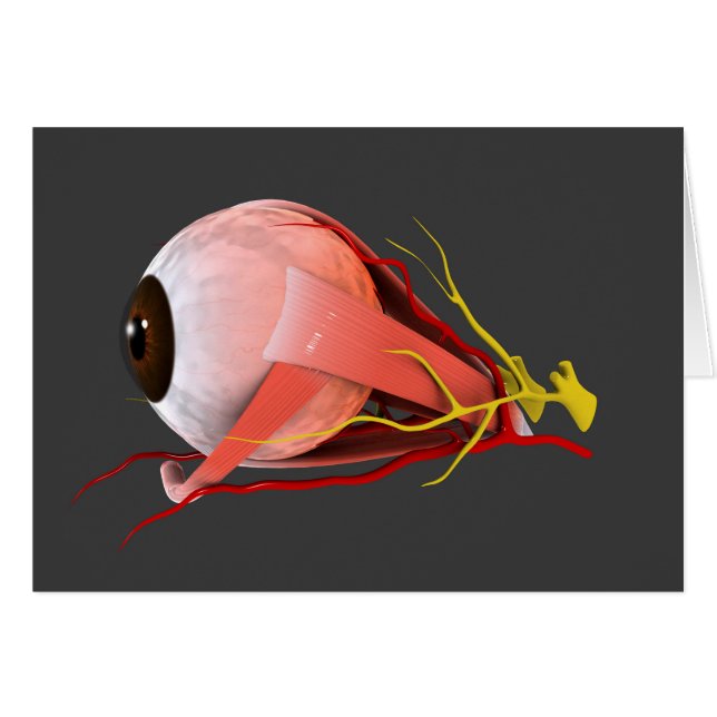 Conceptual Image Of Human Eye Anatomy 2 (Front Horizontal)