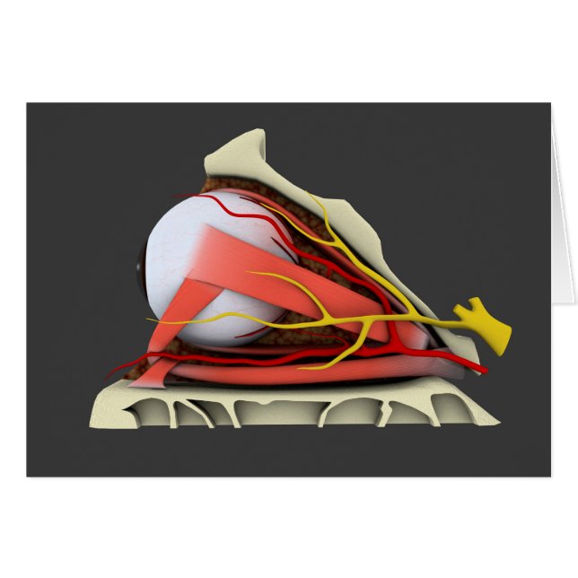 Conceptual Image Of Human Eye Anatomy 3 (Front Horizontal)