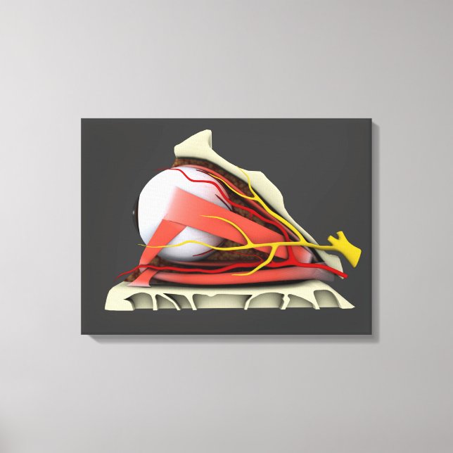 Conceptual Image Of Human Eye Anatomy 3 Canvas Print (Front)