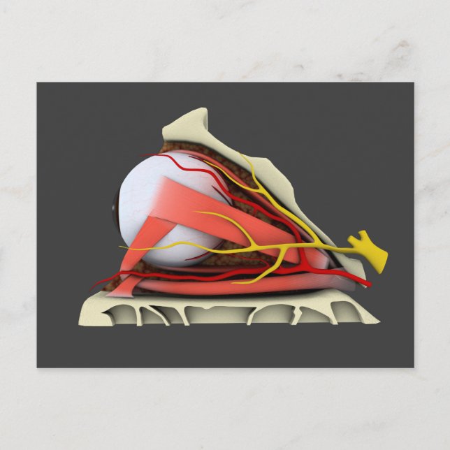 Conceptual Image Of Human Eye Anatomy 3 Postcard (Front)