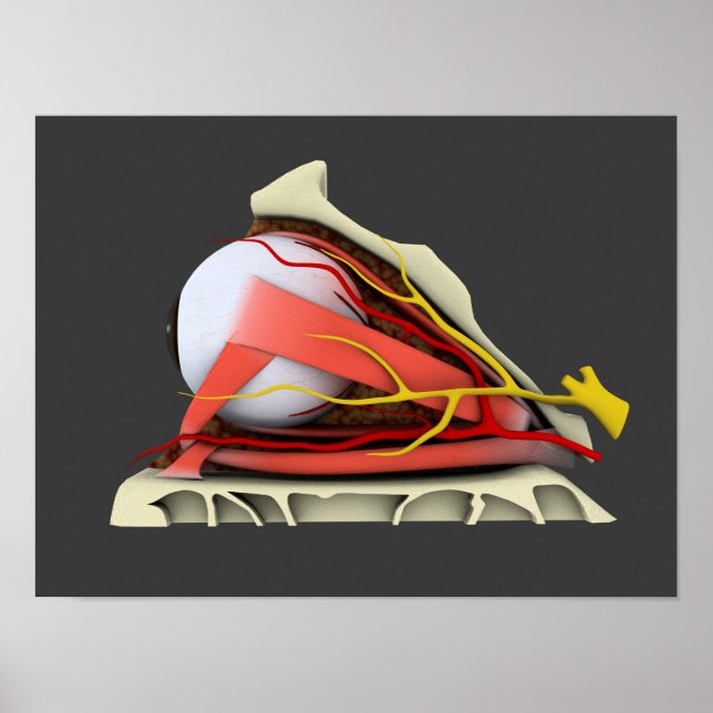 Conceptual Image Of Human Eye Anatomy 3 Poster (Front)