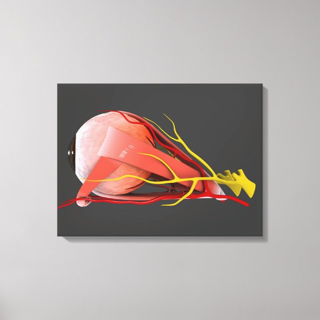 Conceptual Image Of Human Eye Anatomy 4 Canvas Print (Front)