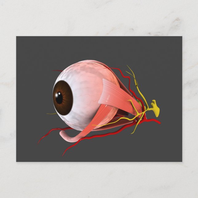 Conceptual Image Of Human Eye Anatomy 5 Postcard (Front)