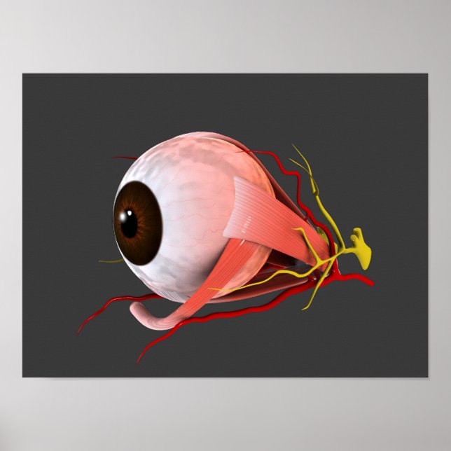 Conceptual Image Of Human Eye Anatomy 5 Poster (Front)