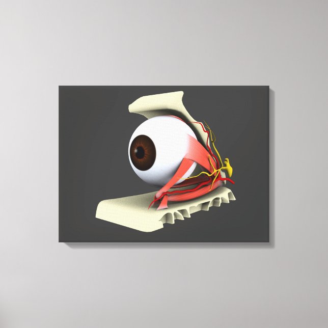 Conceptual Image Of Human Eye Anatomy 6 Canvas Print (Front)