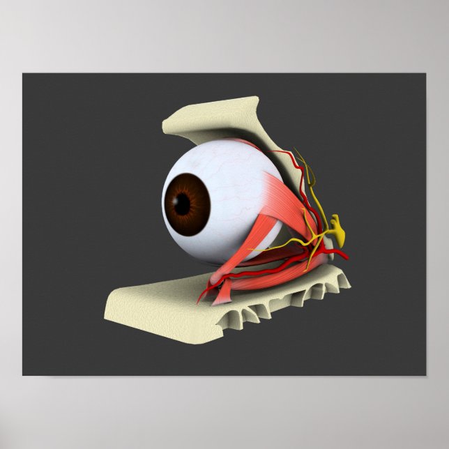 Conceptual Image Of Human Eye Anatomy 6 Poster (Front)