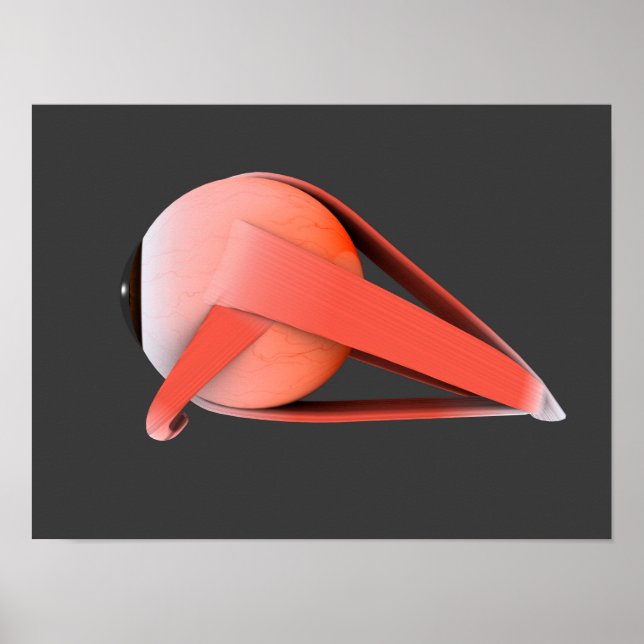 Conceptual Image Of Human Eye Anatomy 7 Poster (Front)