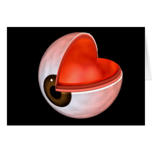 Conceptual Image Of Human Eye Anatomy 8 (Front Horizontal)