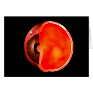 Conceptual Image Of Human Eye Cross Section 1
