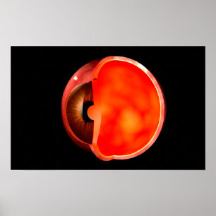 Conceptual Image Of Human Eye Cross Section 1 Poster