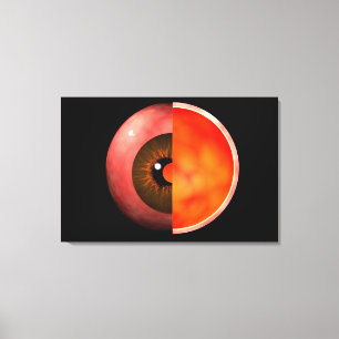 Conceptual Image Of Human Eye Cross Section 3 Canvas Print