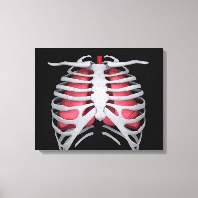 Conceptual Image Of Human Lungs And Rib Cage 1 Canvas Print (Front)