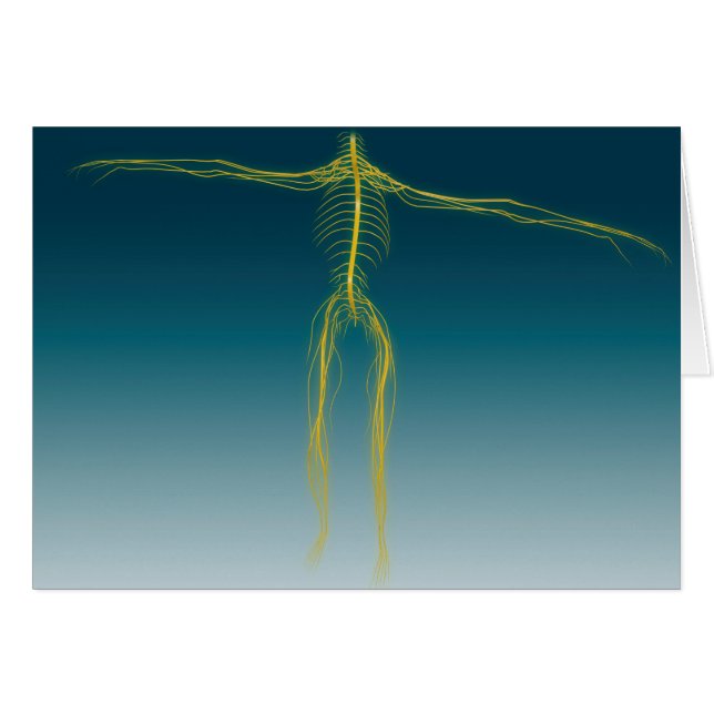 Conceptual Image Of Human Nervous System 1 (Front Horizontal)