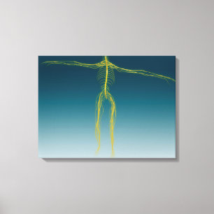 Conceptual Image Of Human Nervous System 1 Canvas Print