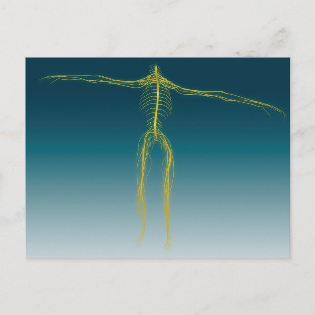 Conceptual Image Of Human Nervous System 1 Postcard (Front)