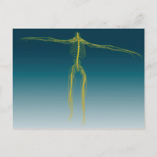 Conceptual Image Of Human Nervous System 1 Postcard