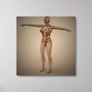 Conceptual Image Of Human Nervous System 2 Canvas Print
