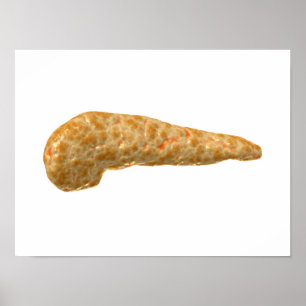 Conceptual Image Of Human Pancreas Poster