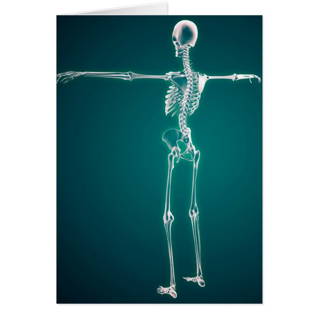 Conceptual Image Of Human Skeletal System (Front)