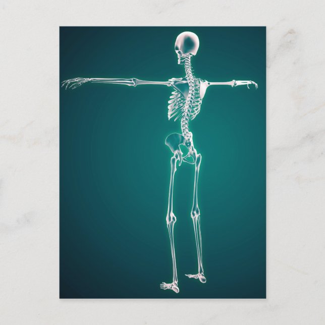 Conceptual Image Of Human Skeletal System Postcard (Front)