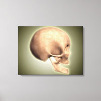 Conceptual Image Of Human Skull, Side View