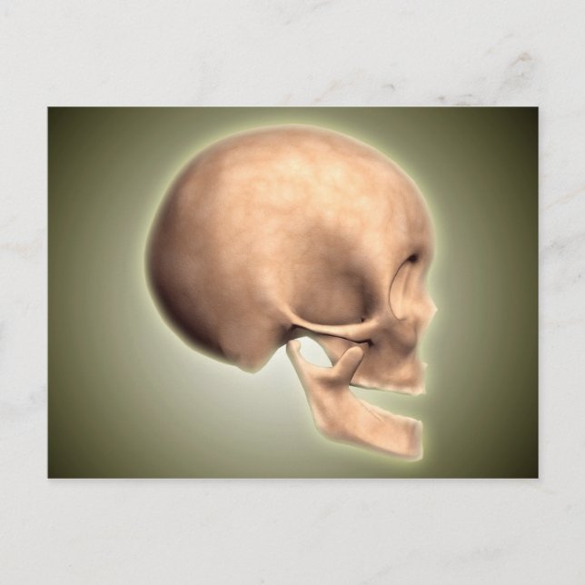 Conceptual Image Of Human Skull, Side View Postcard (Front)