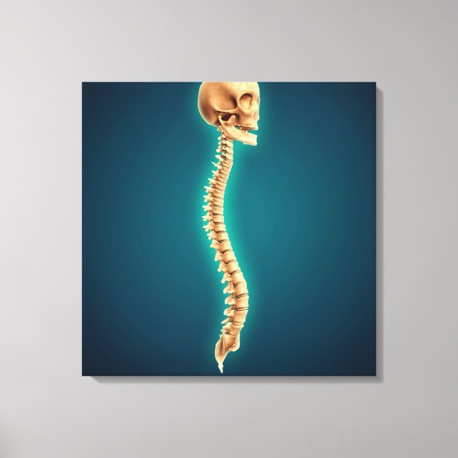 Conceptual Image Of Human Skull & Spinal Cord 1 Canvas Print (Front)