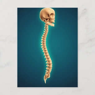 Conceptual Image Of Human Skull & Spinal Cord 1 Postcard