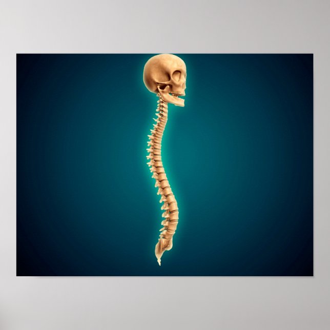 Conceptual Image Of Human Skull & Spinal Cord 1 Poster (Front)