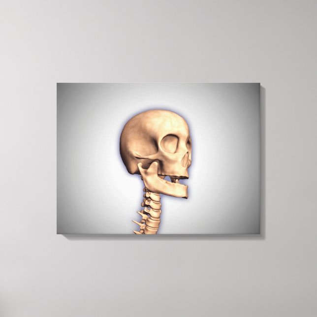 Conceptual Image Of Human Skull & Spinal Cord 2 Canvas Print (Front)