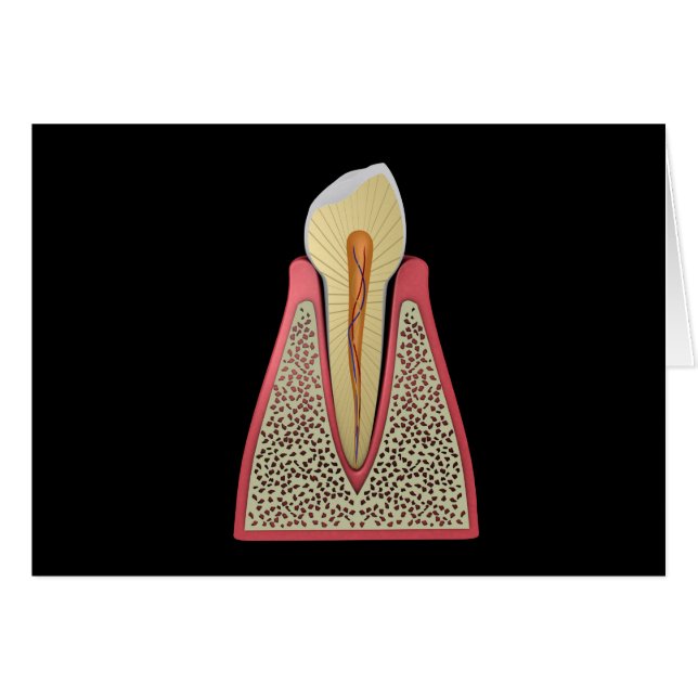 Conceptual Image Of Human Tooth 2 (Front Horizontal)