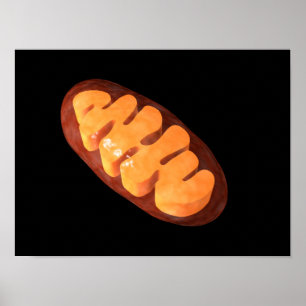 Conceptual Image Of Mitochondria 1 Poster