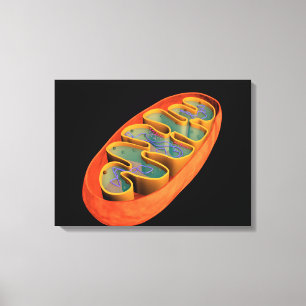Conceptual Image Of Mitochondria 3 Canvas Print