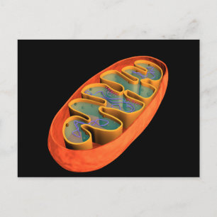 Conceptual Image Of Mitochondria 3 Postcard