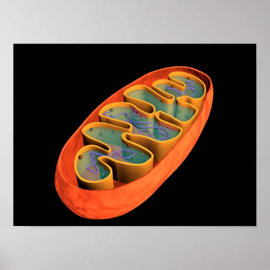 Conceptual Image Of Mitochondria 3 Poster | Zazzle.ca