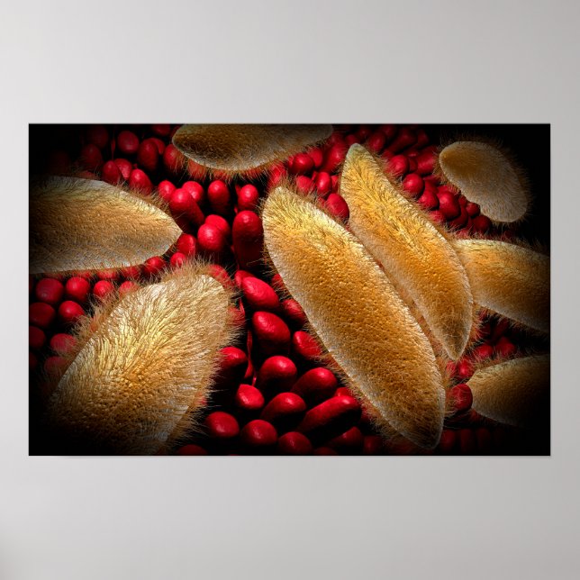 Conceptual Image Of Paramecium 1 Poster (Front)