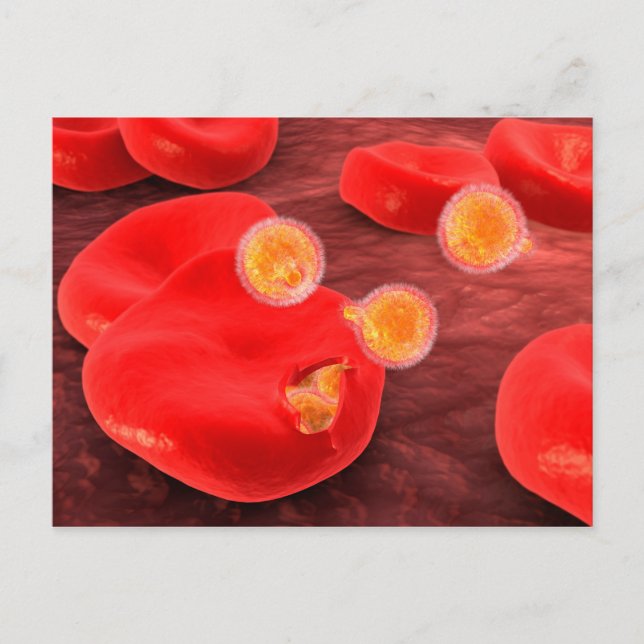 Conceptual Image Of Paramecium 2 Postcard (Front)