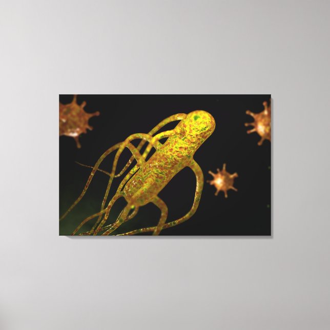 Conceptual Image Of Salmonella Typhi 1 Canvas Print (Front)